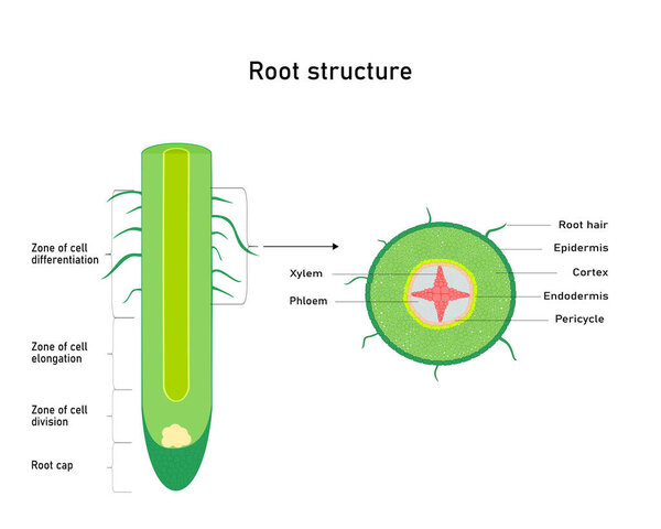 Diagram showing root structure Plant anatomy. Vector illustration