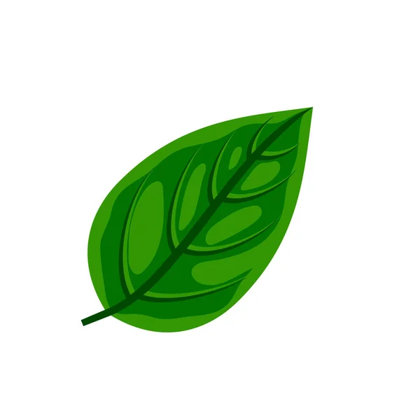 Hoja de albahaca verde fresca — Vector de stock