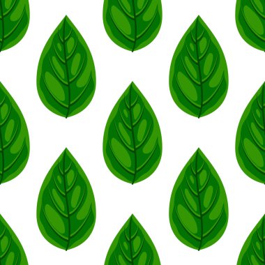 Düz doğal besin düzeni. Baskı, kağıt, mutfak tasarımı, kumaş, kafe dekoru, ambalaj, arkaplan, menü ve reklamlar için beyaz arka planda izole edilmiş taze yeşil fesleğen yaprağı. Vektör illüstrasyonu