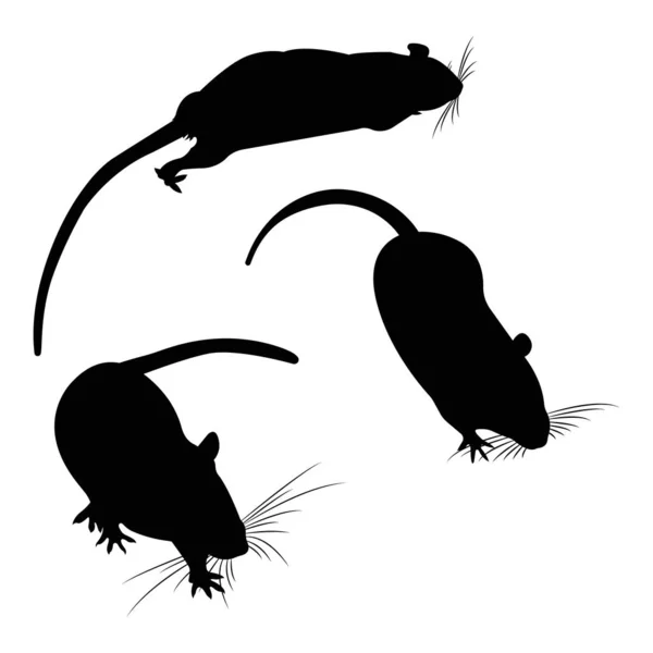 Silhouette. Pet Rat. Un ratto decorativo. Topo domestico. Che bel topo. taglio — Vettoriale Stock