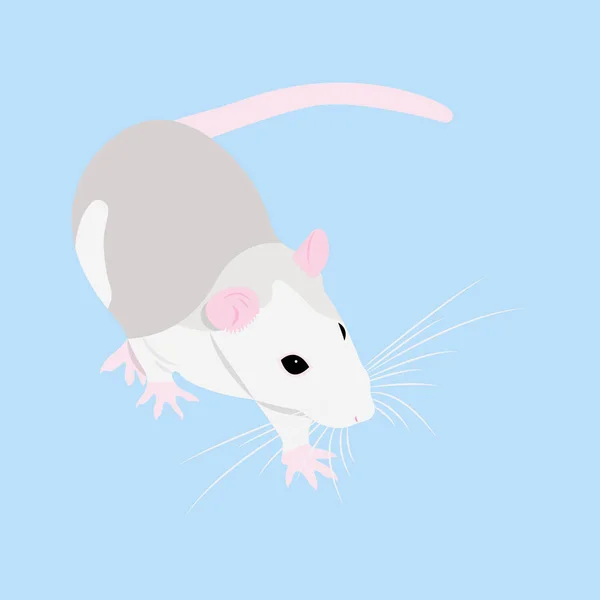 Pet Rat. Un rat décoratif. Un rat domestique. mignon Rat. mignon animal de compagnie — Image vectorielle