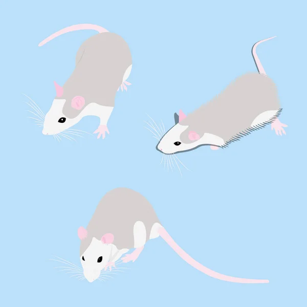 Set Pet Rat. Decorative rat. Domestic rat. cute Rat. cute Pet — Stock Vector