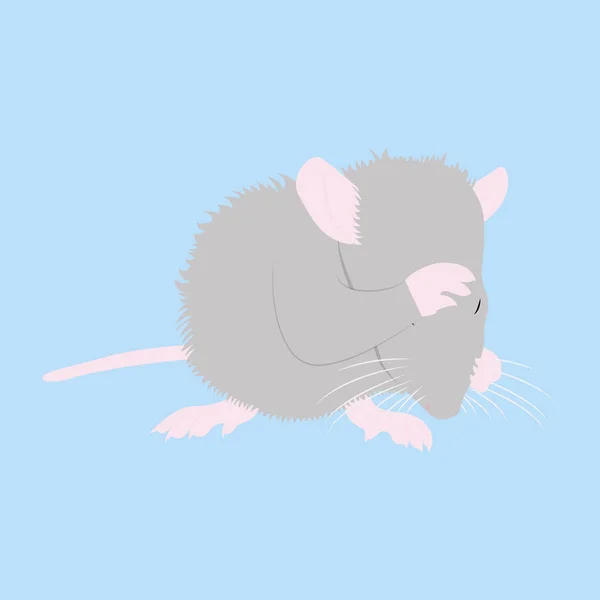 Rato de estimação. Rato decorativo. Rato doméstico. Rato giro. animal de estimação bonito — Vetor de Stock