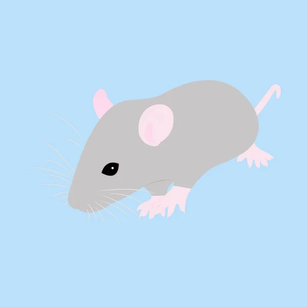 Pet Rat. Un rat décoratif. Un rat domestique. mignon Rat. mignon animal de compagnie — Image vectorielle