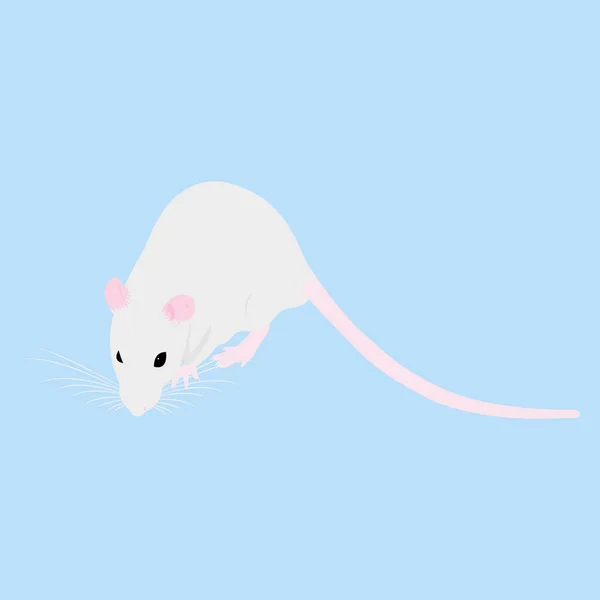 Rato de estimação. Rato decorativo. Rato doméstico. Rato giro. animal de estimação bonito — Vetor de Stock
