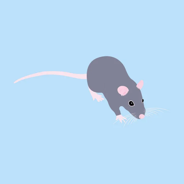 Pet Rat. Un rat décoratif. Un rat domestique. mignon Rat. mignon animal de compagnie — Image vectorielle