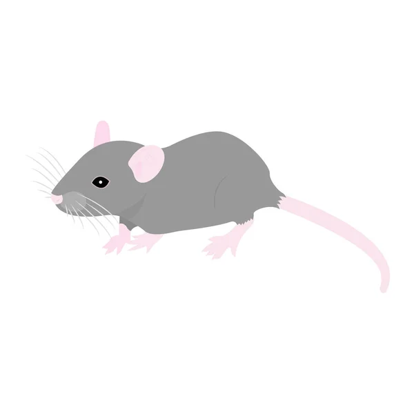 Pet cute Rat. mignon rat décoratif. Rat domestique sur un dos blanc — Image vectorielle