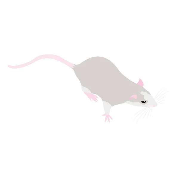 Huisdier schattige Rat. Leuke decoratieve rat. tamme rat op een witte rug — Stockvector