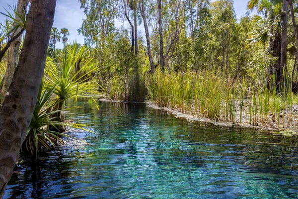 Mataranka aguas termales en el río casa de aguas, mataranka, territorio del norte, australia , — Foto de Stock