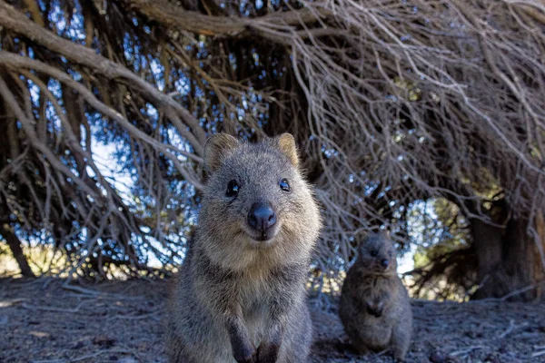 Australian quokka on rotnest island, perth, australia — Stockfoto