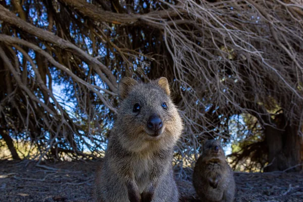 Ausztrál Quokka a rohadt szigeten, Perth, Ausztrália — Stock Fotó
