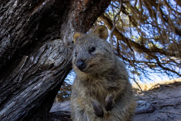 Ausztrál Quokka a rohadt szigeten, Perth, Ausztrália — Stock Fotó