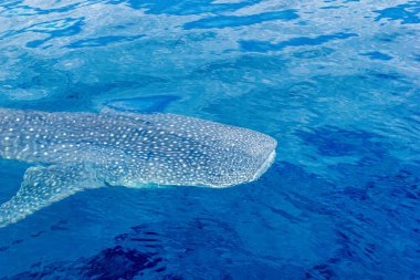 küçük bir bebek Whale Shark, bir tekne, Nigaloo Reef Batı Avustralya'dan vuruldu