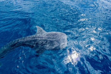 küçük bir bebek Whale Shark, bir tekne, Nigaloo Reef Batı Avustralya'dan vuruldu