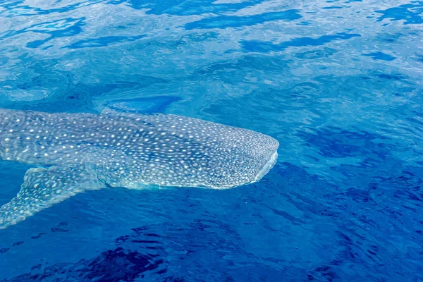 Un pequeño tiburón ballena bebé, disparado desde un barco, Nigaloo Reef Australia Occidental — Foto de Stock