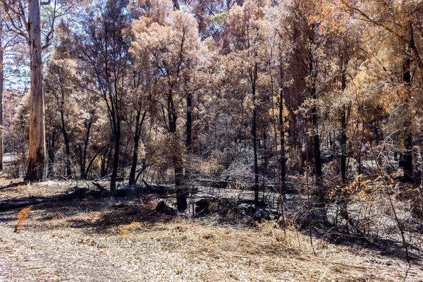 Australischer Wald nach dem schweren Buschbrand im Mount Frankland South natiional Park, in der Nähe von Walpole, Australien — Stockfoto