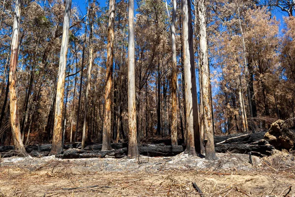 Australischer Wald nach dem schweren Buschbrand im Mount Frankland South natiional Park, in der Nähe von Walpole, Australien — Stockfoto