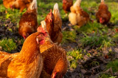 Almanya 'da bir çiftlikteki organik tavuk çiftliği