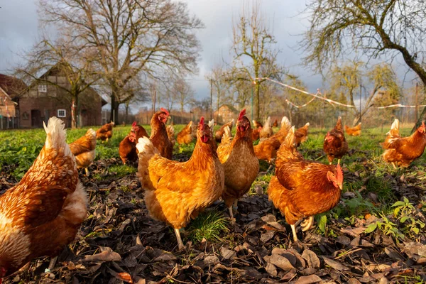 Almanya 'da bir çiftlikteki organik tavuk çiftliği — Stok fotoğraf