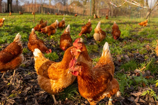 Almanya 'da bir çiftlikteki organik tavuk çiftliği — Stok fotoğraf