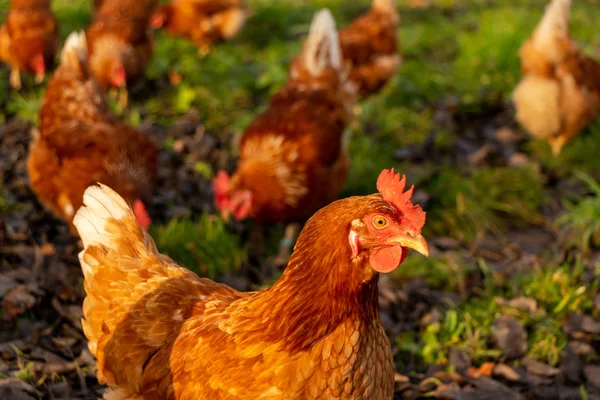 Szabadtartású ökológiai csirkék baromfi egy vidéki gazdaságban, Németországban — Stock Fotó