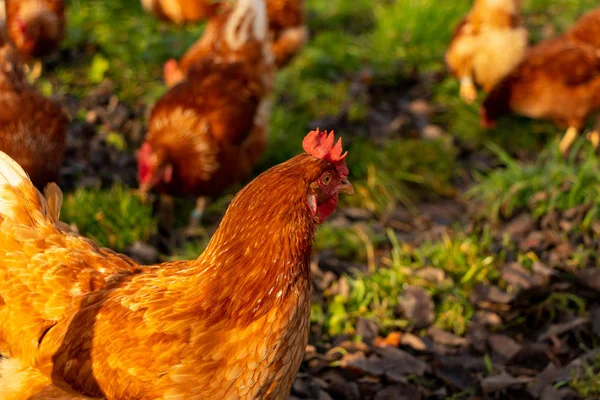 Pollos ecológicos de corral en una granja campestre, Alemania — Foto de Stock