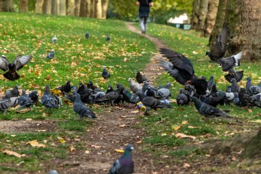 Londra, İngiltere ve İngiltere 'deki bir parkta yemek yiyen güvercin sürüsü.