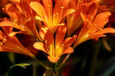 Sarı Turuncu Zambak baş çiçekleri, palma, mallorka, İspanya