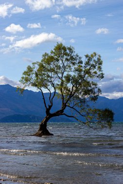 Sunset 'teki Wanaka Gölü Ağacı - Yeni Zelanda' nın En Çok Fotoğraflanan Ağacı, Wanaka