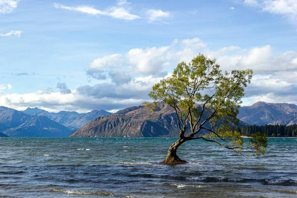 Lake Wanaka Tree at Sunset - a árvore mais fotografada da Nova Zelândia, Wanaka — Fotografia de Stock