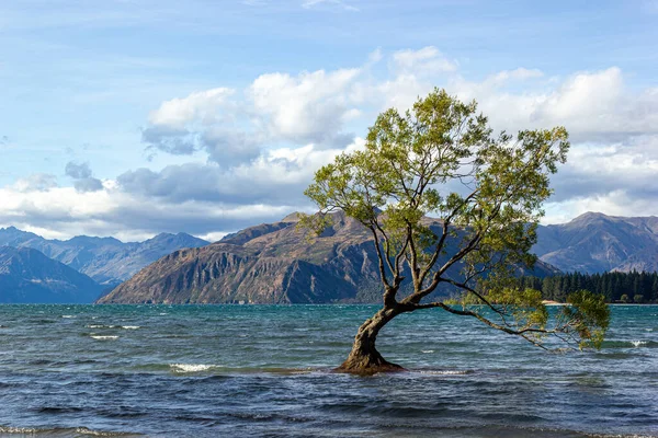 Árbol del lago Wanaka al atardecer: el árbol más fotografiado de Nueva Zelanda, Wanaka — Foto de Stock