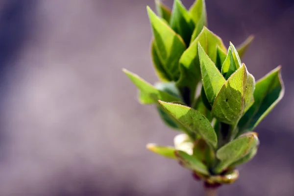 Een Mooie Jonge Groene Plant Bloeit Het Voorjaar Zon Achtergrond — Stockfoto