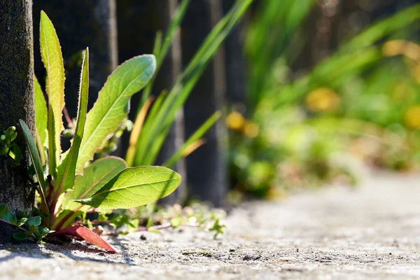 Foglie Verdi Della Pianta Sono Sporgenti Cemento All Inizio Della — Foto Stock