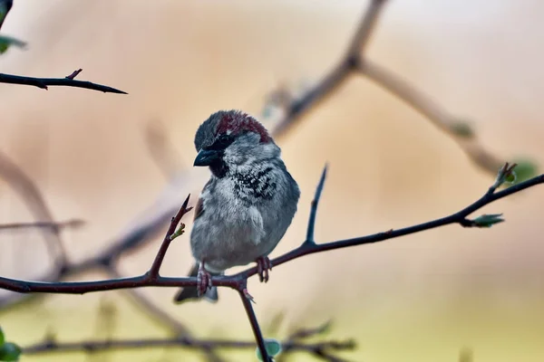 Pequeño Gorrión Sienta Una Rama Mañana Primavera Hermoso Bokeh Mira — Foto de Stock