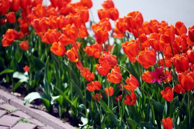 Kırmızı laleler çayırda çok sayıda çiçek açarlar. Çiçek yatağı. Büyük çiçekler. Yeşil yapraklar. makro fotoğraf. Güzel Bokeh.