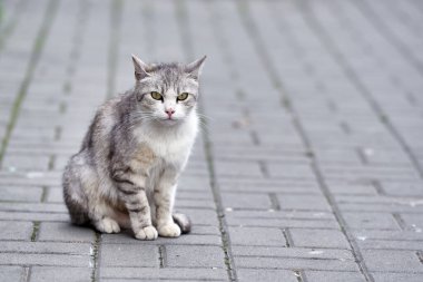 Sokakta, kaldırımdaki fayansların üzerinde gri bir bahçe kedisi. Güzel bir tarafı yıkadı..