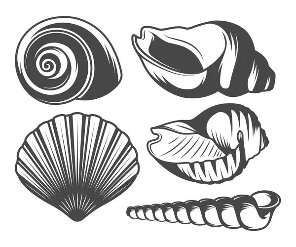 Conjunto de iconos de conchas marinas — Vector de stock