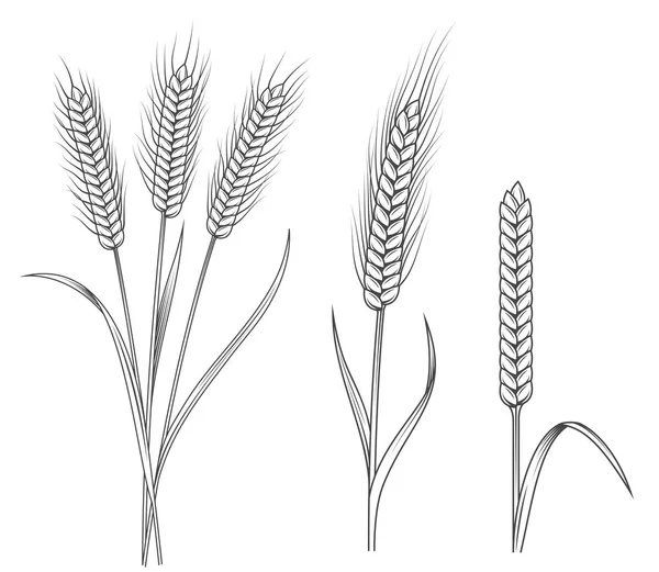 Wheat stalks illustrations set — Stock Vector