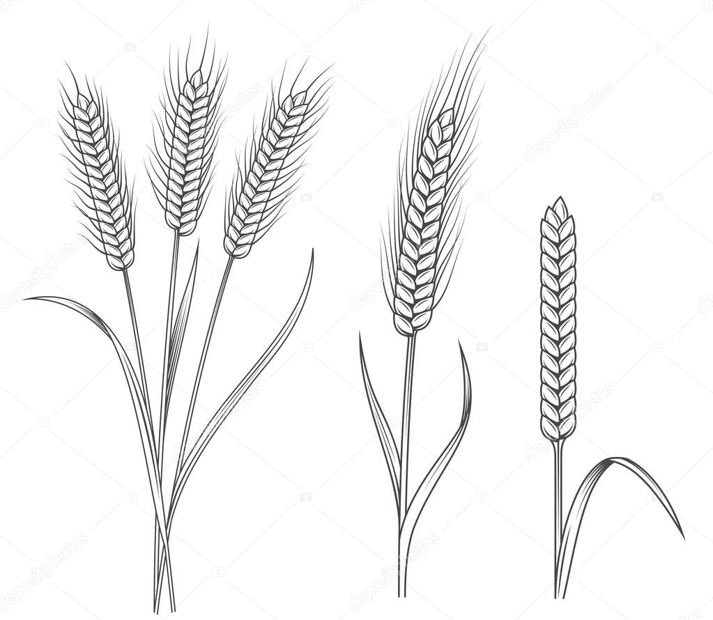 Wheat stalks illustrations set — Stock Vector © cmeree #155548152