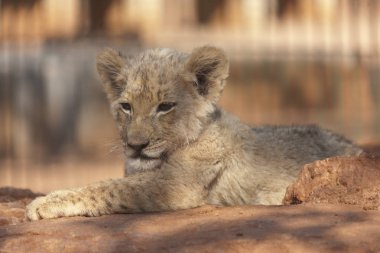 Güney Afrikalı dişi aslan bulutlu bir yaz gününde yaklaştı.