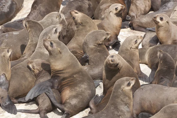 Zuid Afrika Cape Point Kolonie Van Zeeleeuwen Een Zonnige Winterdag — Stockfoto