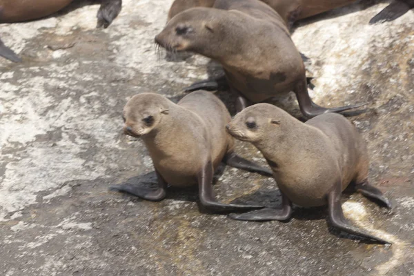 Afrique Sud Cape Point Colonie Otaries Par Une Journée Ensoleillée — Photo