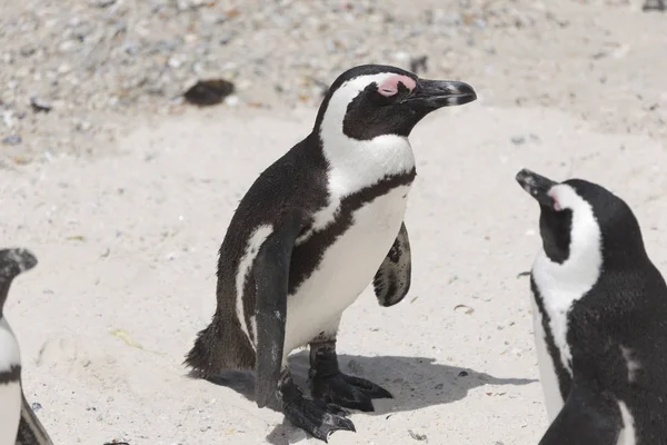 South African Spectacled Pennguin Close Clear Winter Day — ストック写真