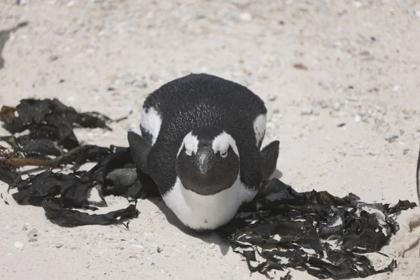Dél Afrikai Pápaszemes Pennguin Közelkép Egy Tiszta Téli Napon — Stock Fotó