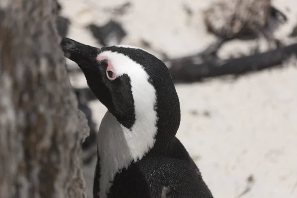 Dél Afrikai Pápaszemes Pennguin Közelkép Egy Tiszta Téli Napon — Stock Fotó