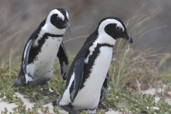 Pingüino Anteojos Sudafricano Cerca Día Claro Invierno — Foto de Stock