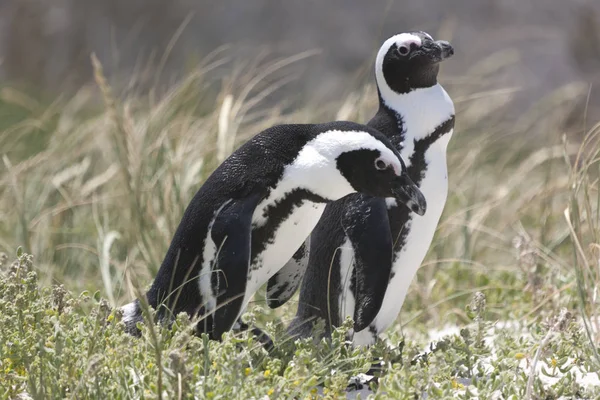 Южноафриканский Пингвин Крупным Планом Ясный Зимний День — стоковое фото