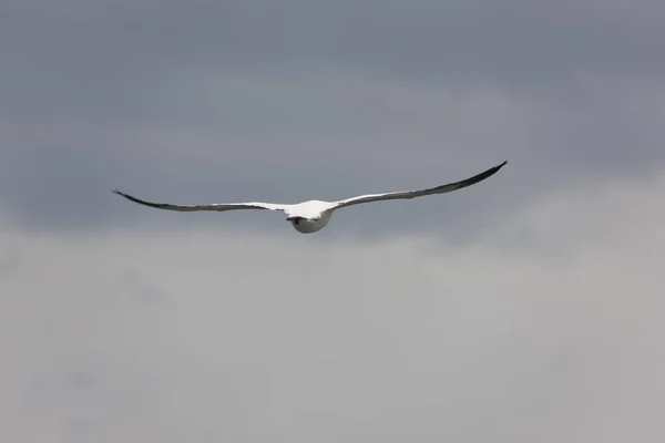 Genç Afrika Albatrosu Yakın Planda Uçuyor — Stok fotoğraf