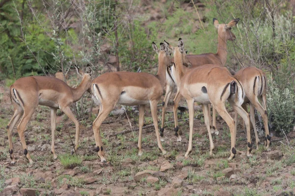 Antílope Sudafricano Impala Primer Plano Día Nublado Verano —  Fotos de Stock