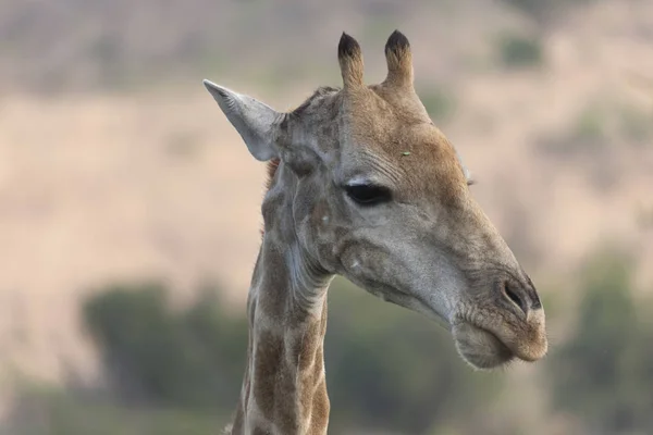 Girafe Afrique Sud Par Une Journée Ensoleillée Hiver — Photo